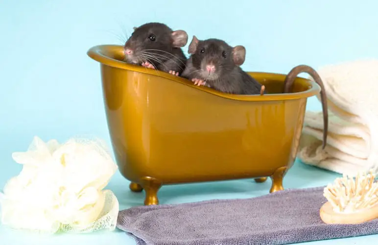 pet rats relaxing in a mini bathtub