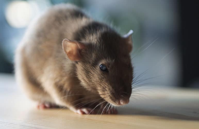 brown pet rat on the floor