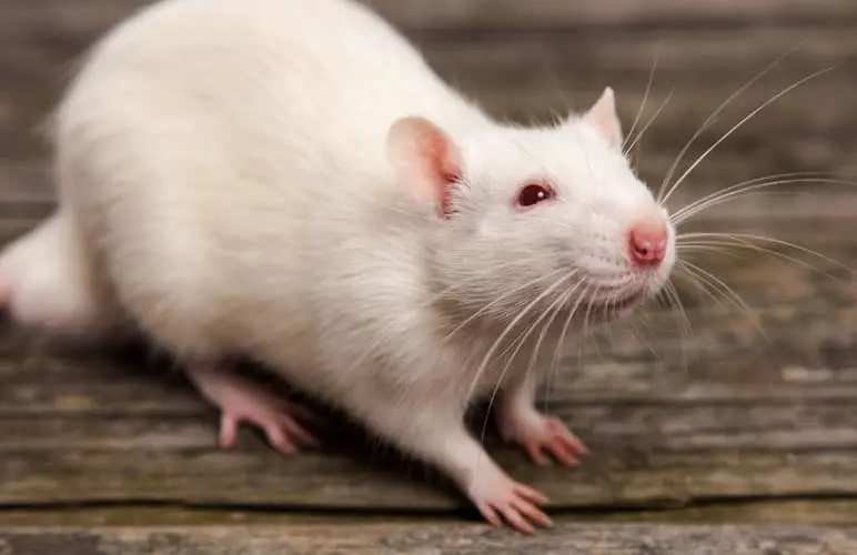 a big white  pet rat tends to be bigger than a wild rat
