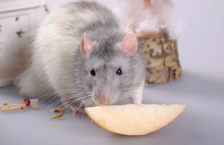 pet rat eating apple