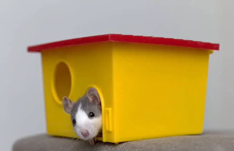 tiny dwarf rat in a tiny toy house
