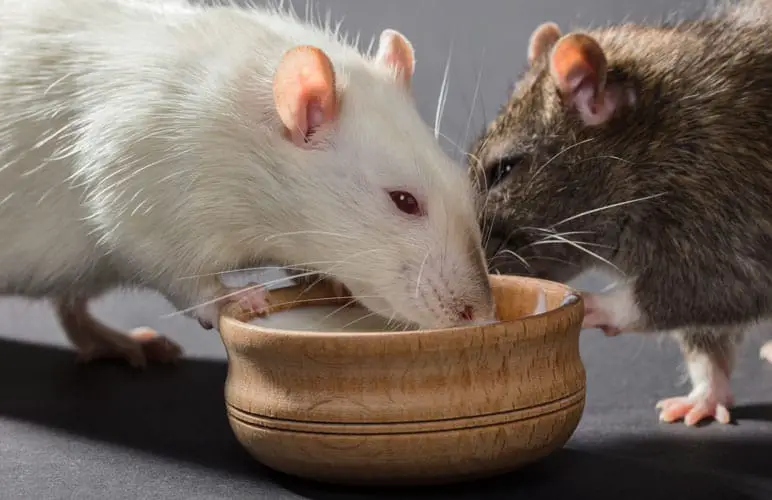 pet rats eating some yogurt and dairy