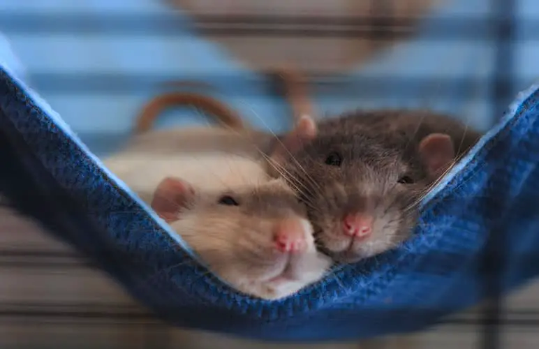 two adorable pet rats chilling next to each other