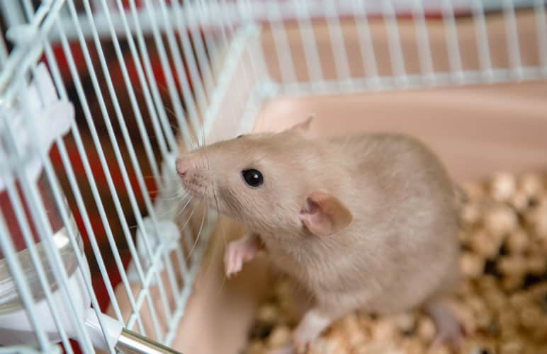 adorable pet rat sitting in their cage