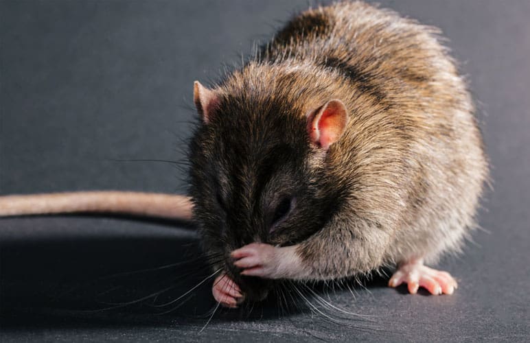 pet rat scratching and grooming itself