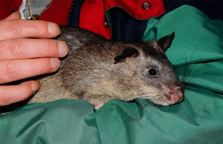 a giant pouched rat pet being petted by a human hand