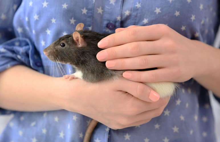 pet rat being held gently