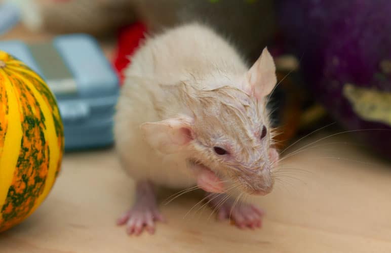 wet pet rat giving themselves a bath