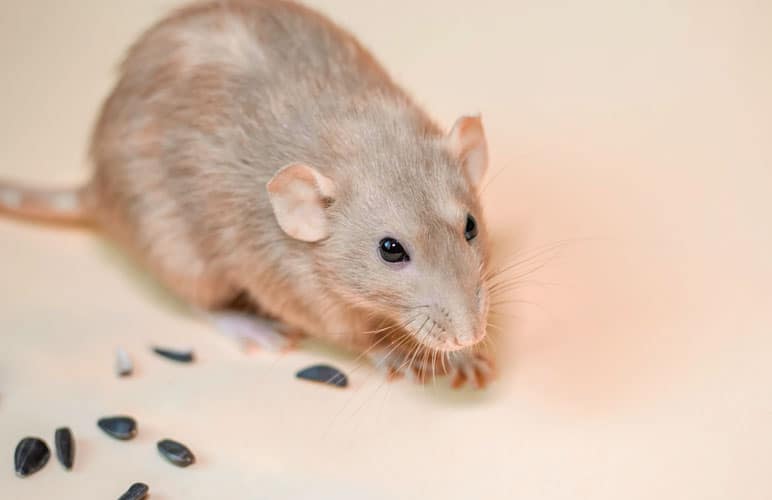 brown pet rat eating some sunflower seeds