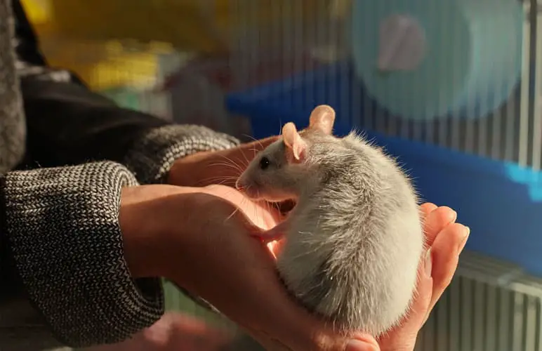 person holding a pet rat