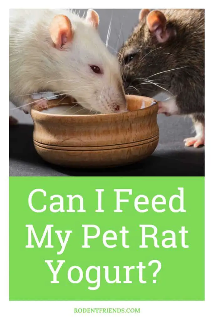can i feed my pet rat yogurt, pinterest  cover