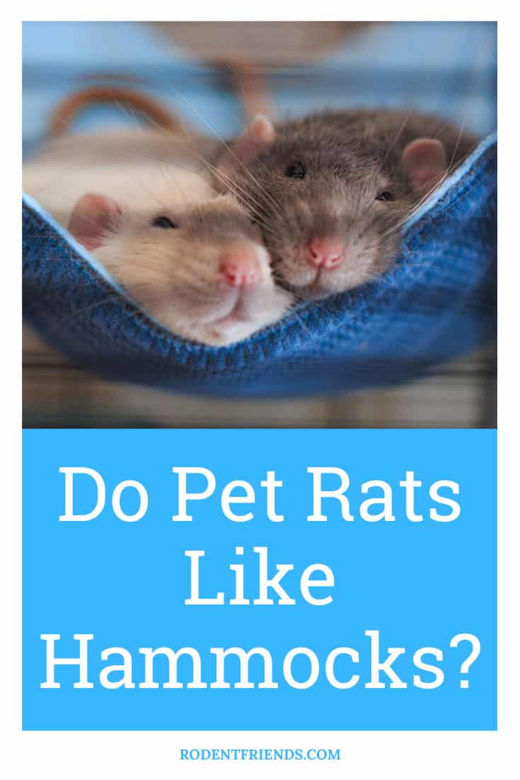Do Pet Rats Like Hammocks? (Sizes And DIY Options!) Rodent Friends