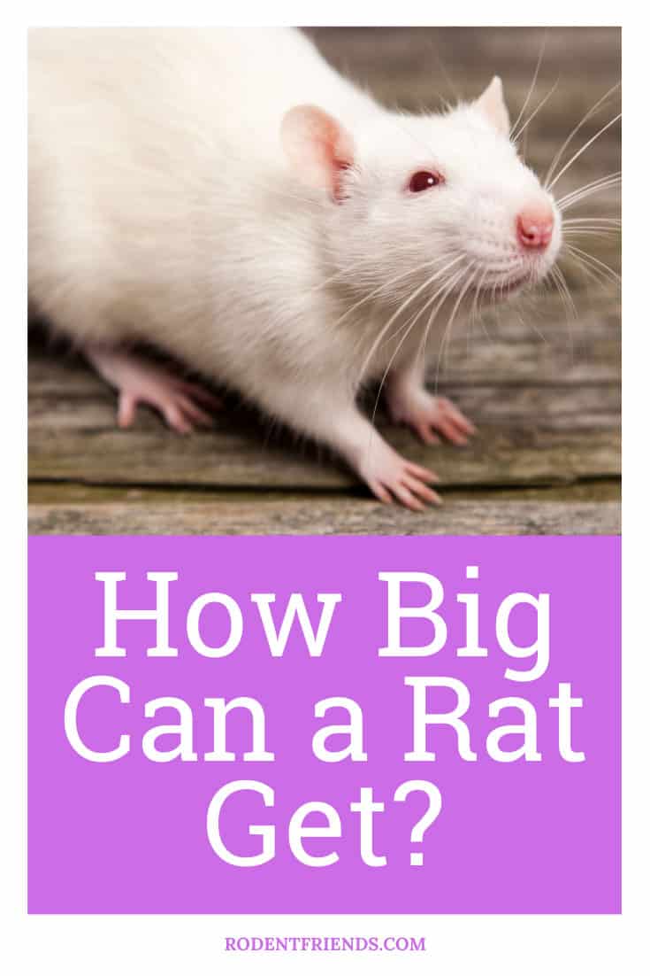 How Big Can A Rat Get? (Dumbo, Wood Rat, Packrat, Others)