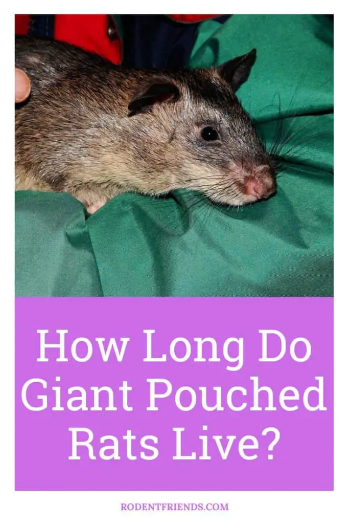how long do giant pouched rats live, pinterest cover