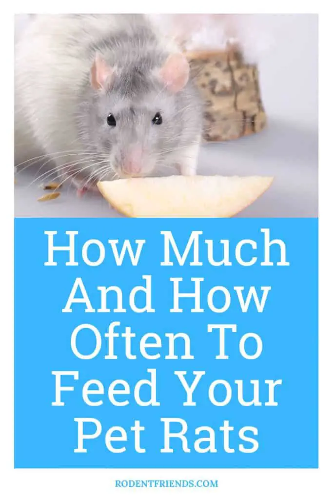 how much and how often to feed your pet rats pinterest cover