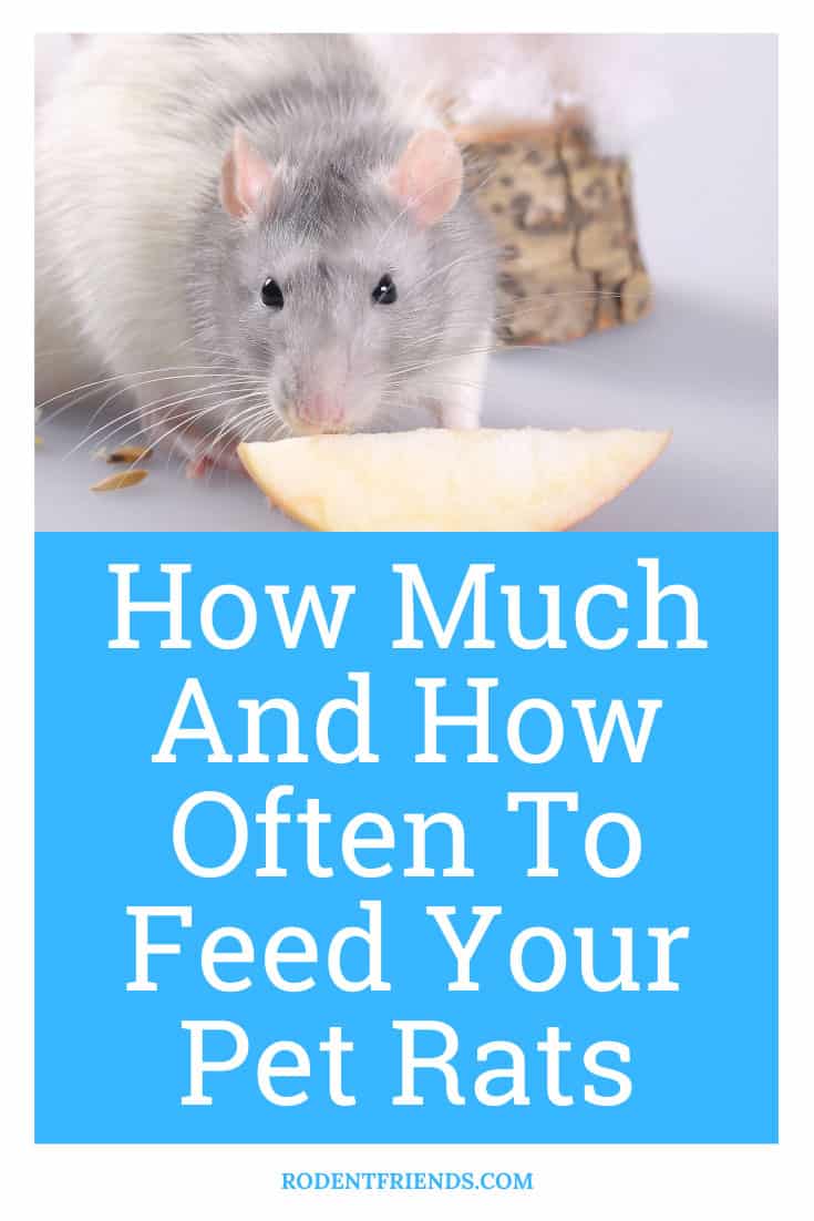 How Much And How Often To Feed Your Pet Rats (Easy Guide!)