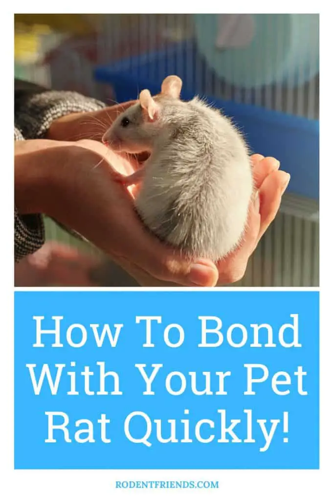 how to bond with your pet rat quickly, pinterest image
