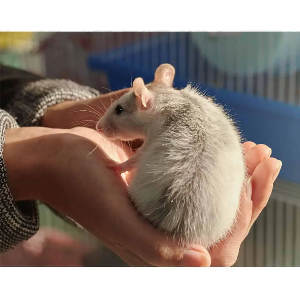 pet rat being held