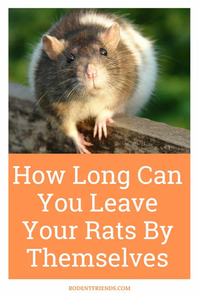 how long can you leave your rats by themselves, pinterest cover