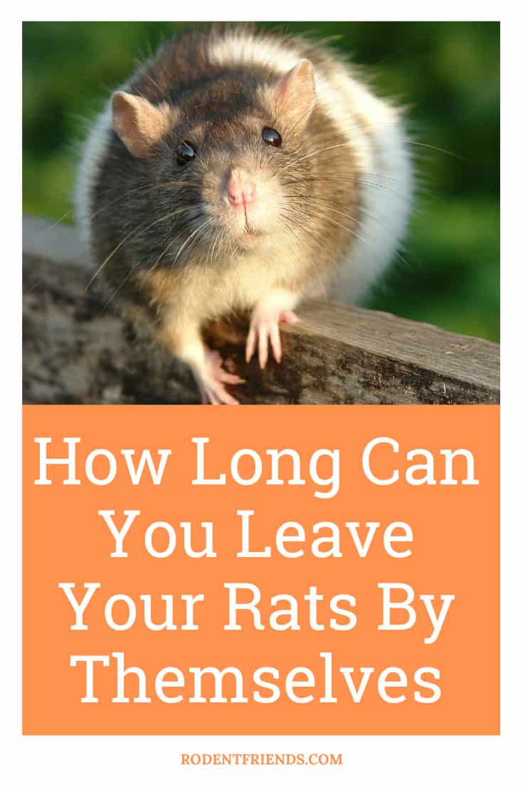 How Long Can You Leave Your Rats By Themselves? (With Tips)