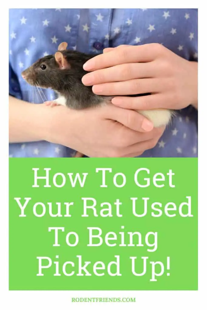 how to get your rat used to being picked up, pinterest cover