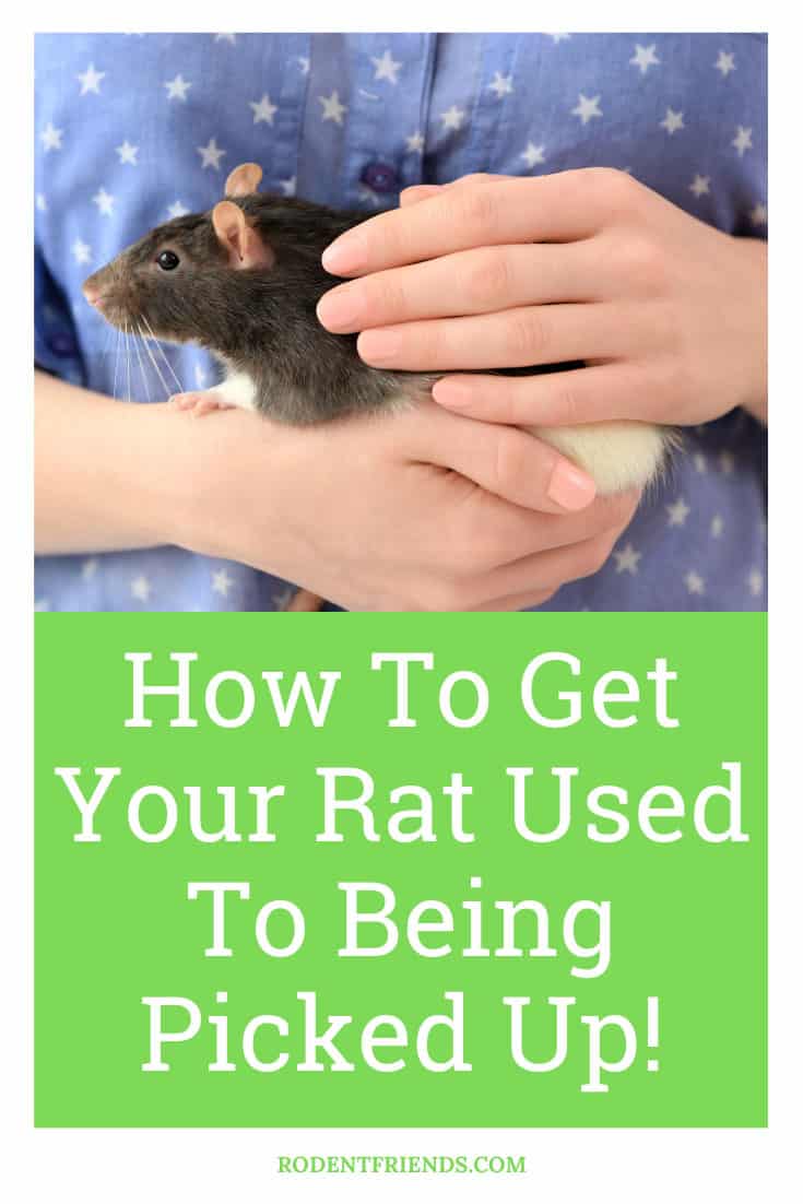 How To Get Your Rat Used To Being Picked Up Full Guide