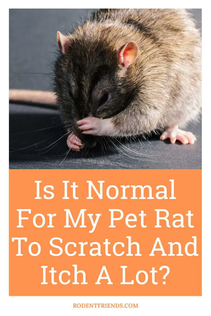 Is It Normal For My Pet Rat To Scratch And Itch A Lot?