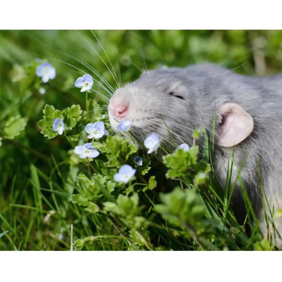 Is Lavender Safe For Pet Rats Thumbnail
