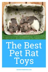 11 Best Pet Rat Toys (With Easy DIY Options!) - Rodent Friends