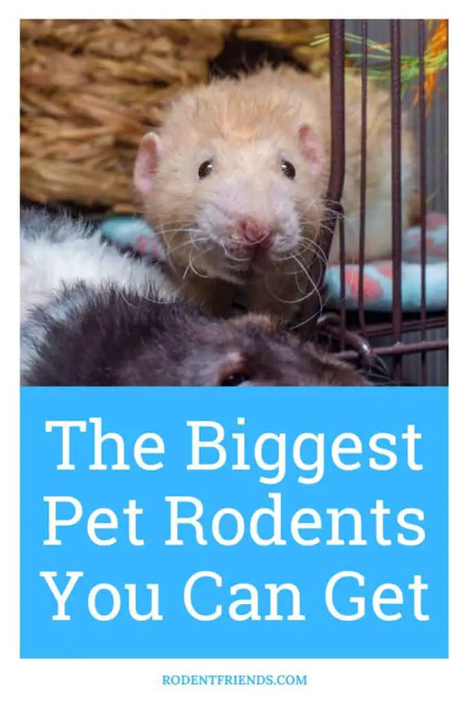the biggest pet rodents you can get, pinterest image