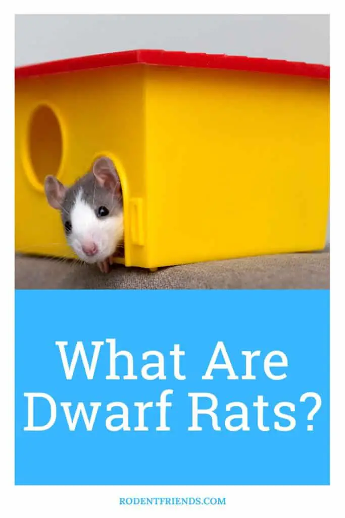 what are dwarf rats, pinterest cover
