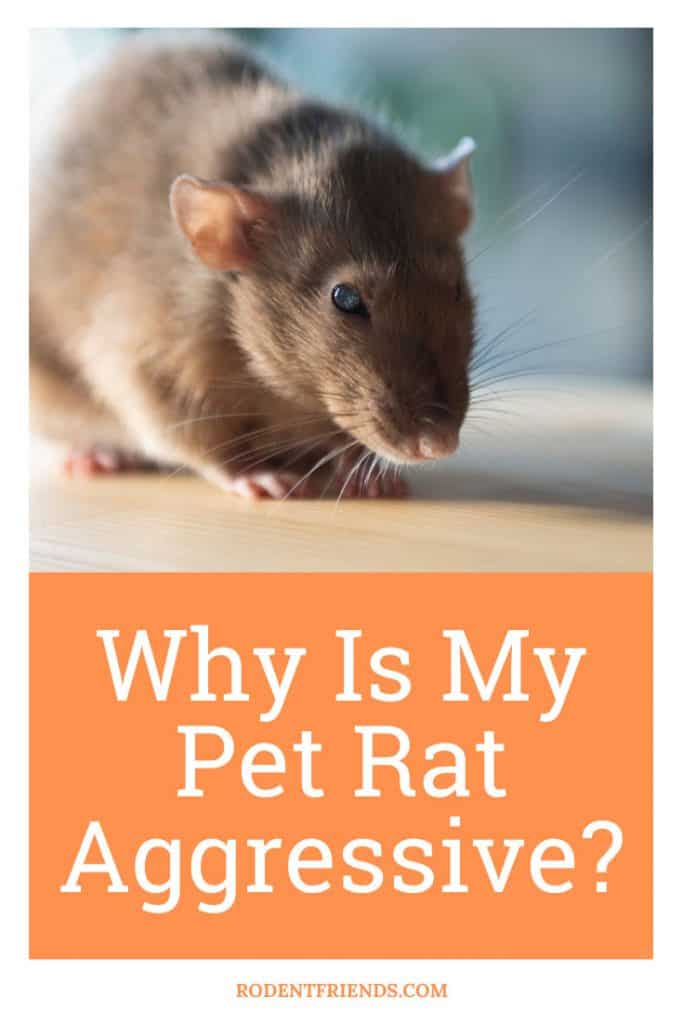 why is my pet rat aggressive, pinterest cover