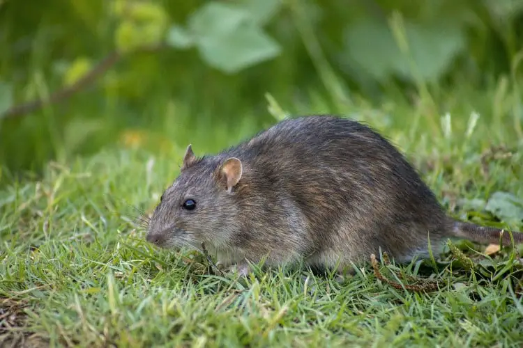 street rat or wild rat, a decently sized rodent