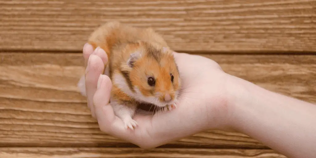 one of the most popular rodents people have as pets, the syrian hamster! one of the smallest rodents in the world