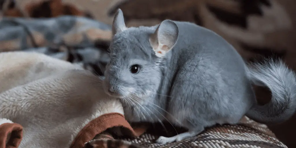 the adorable grey chinchillas, a great rodent