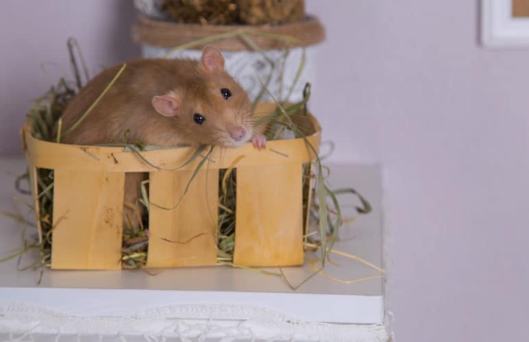 Pet rat relaxing on a small dig box