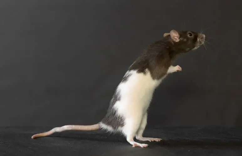 a healthy pet rat weight looks like this