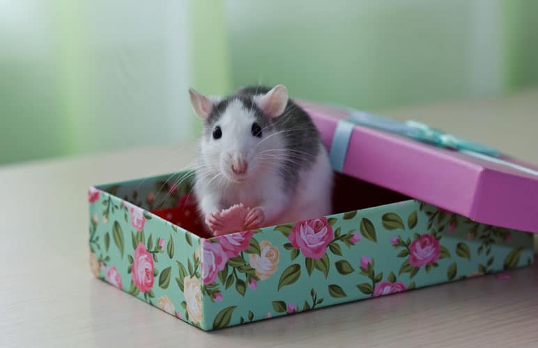 Pet rat in a small gift box