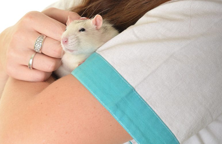 pet rat being held by a person