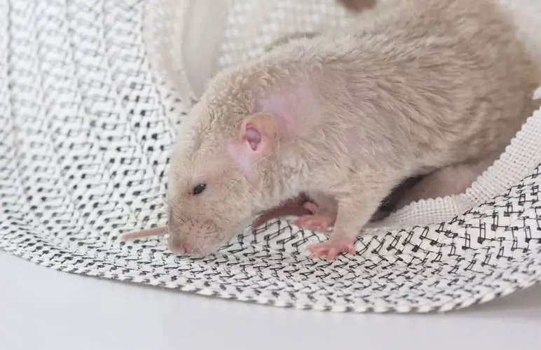 harley rat molting, shedding it's fur.