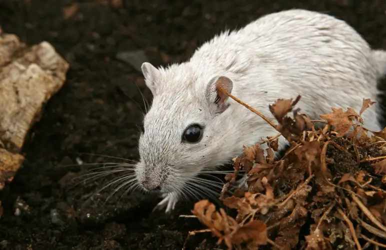 a white gerbil staring at the camera