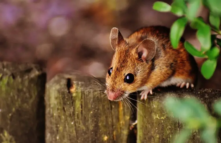 brown mouse in the outside garden