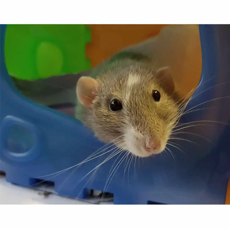 Should I Get A Pet Rat From A Store Thumbnail