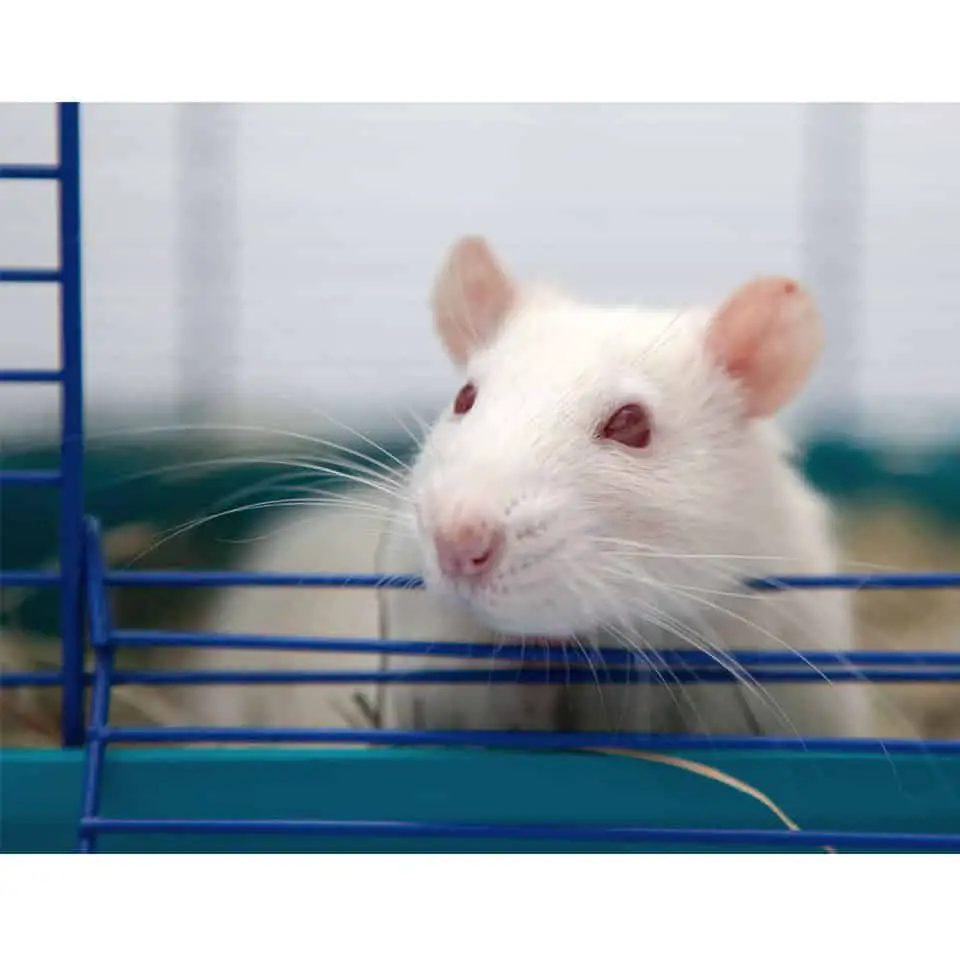 Why Do Rats Have Red Or Pink Eyes Thumbnail