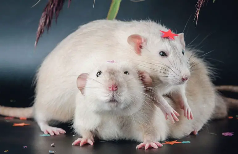 adorable pet rats roaming free from their cage
