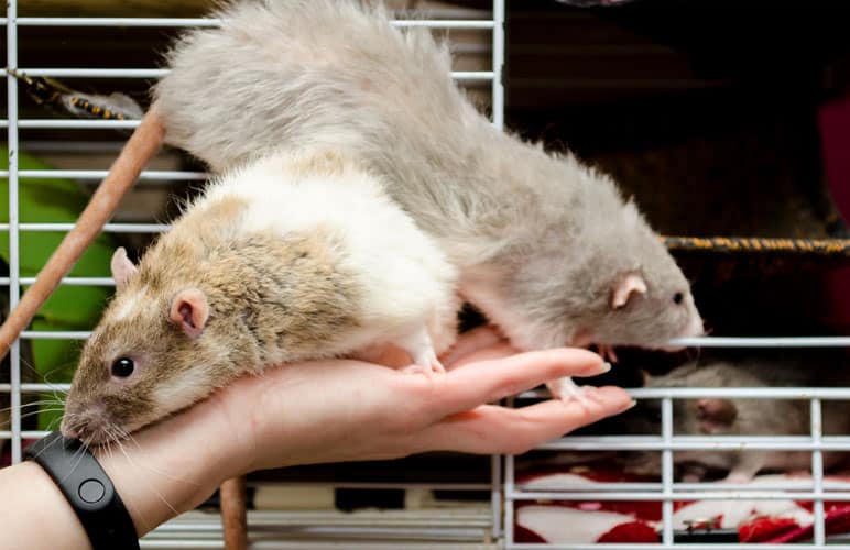 pet rats near rat cage entry