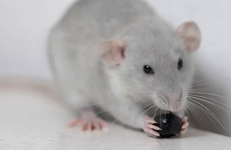 pet rat holding food