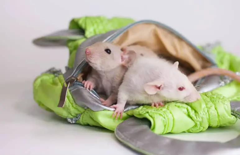 small pet rats in a pouch