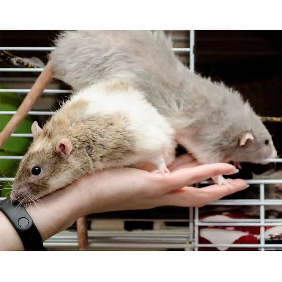Everything You Need To Setup An Amazing Rat Cage Thumbnail