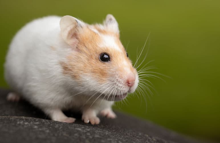 pretty syrian hamster feeling safe